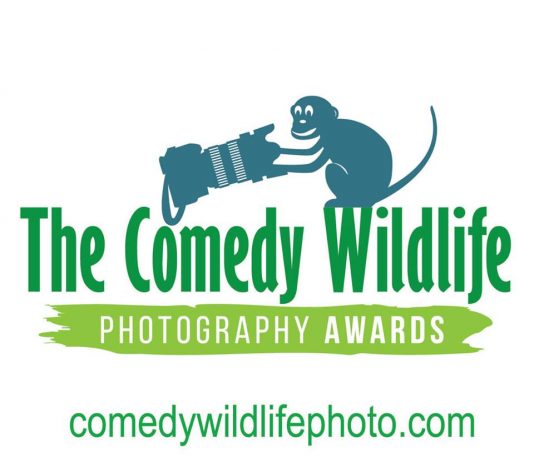 Concurso internacional de fotografía The Comedy Wildlife concurso de foto comedy wildlife photo