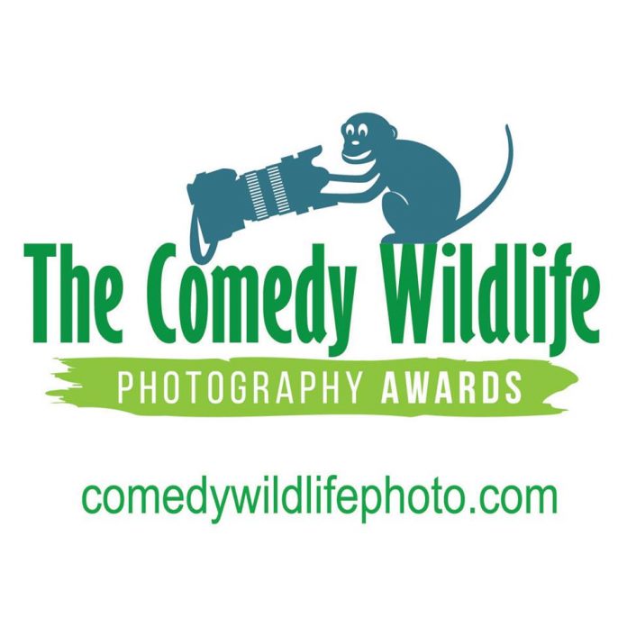 concurso de foto comedy wildlife photo