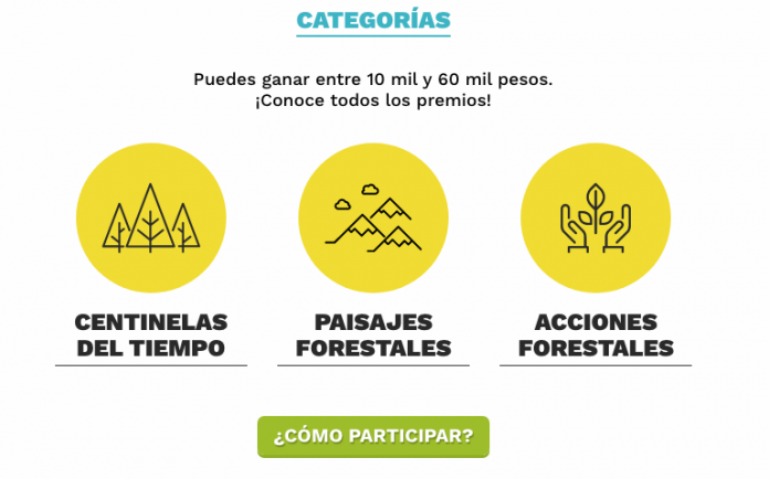 concurso fotografía árboles forestal